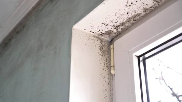 Best Residential Mold Removal  in Rogue River, OR