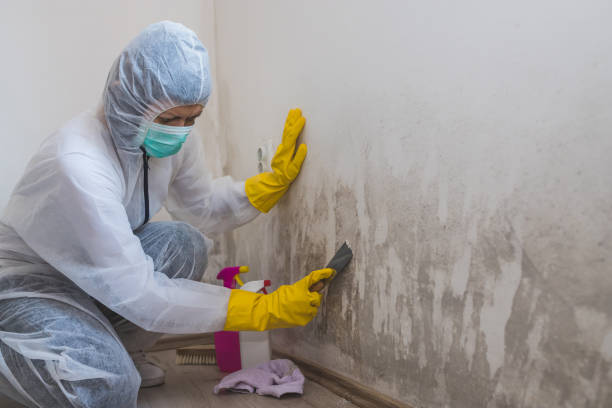 Best Residential Mold Removal  in Rogue River, OR