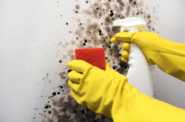 Professional Mold Removal in Rogue River, OR