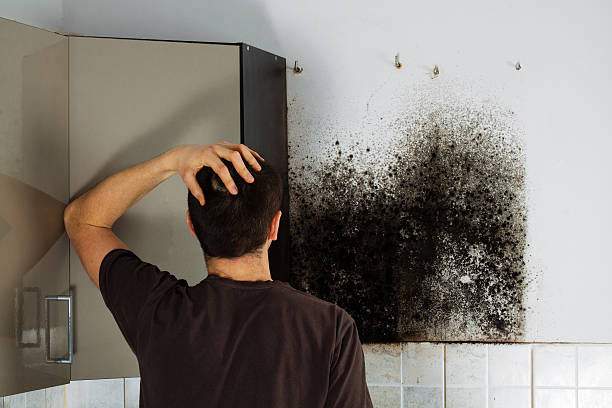 Best Mold Testing  in Rogue River, OR