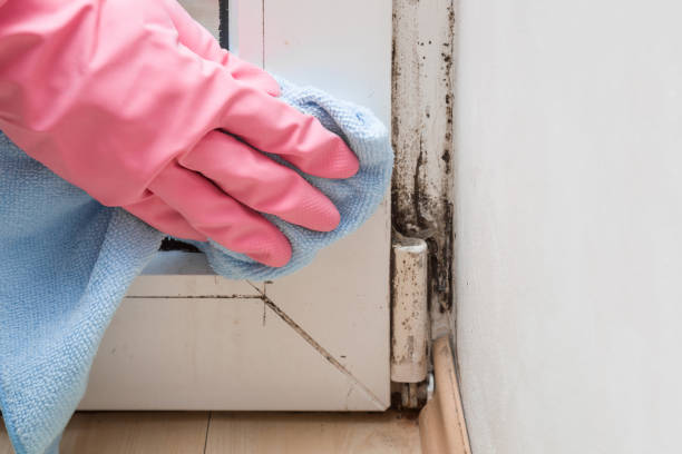 Best Attic Mold Removal  in Rogue River, OR